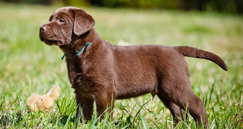 Labrador Mini