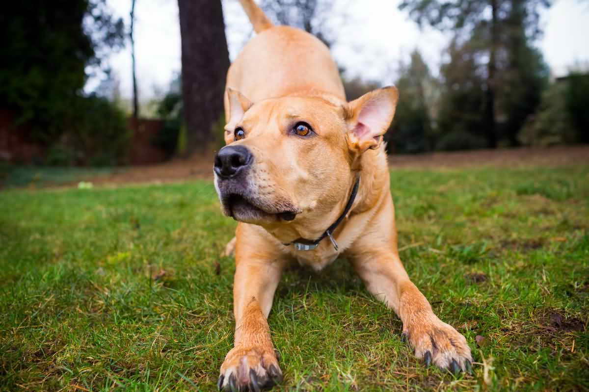 Labrador Mix Pitbull