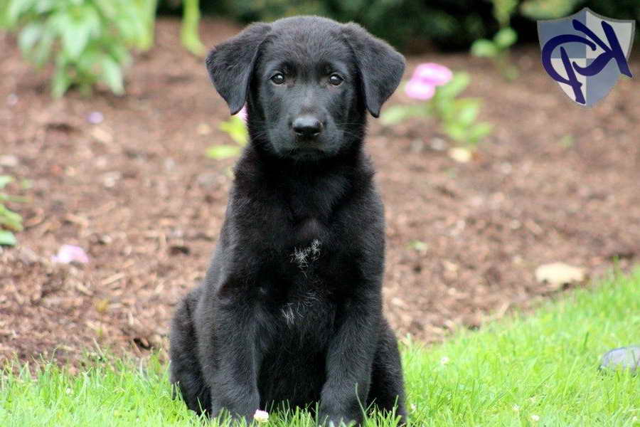 Labrador Mix Puppies