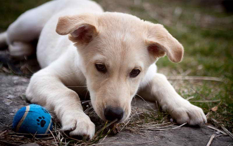 Labrador Mix Puppy