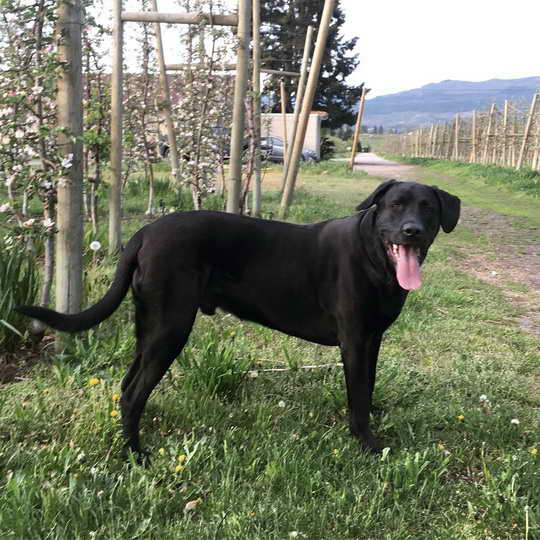 Labrador Mix