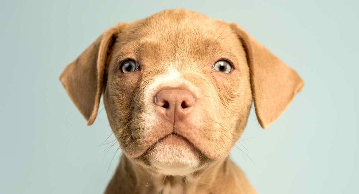 Labrador Mixed Breed