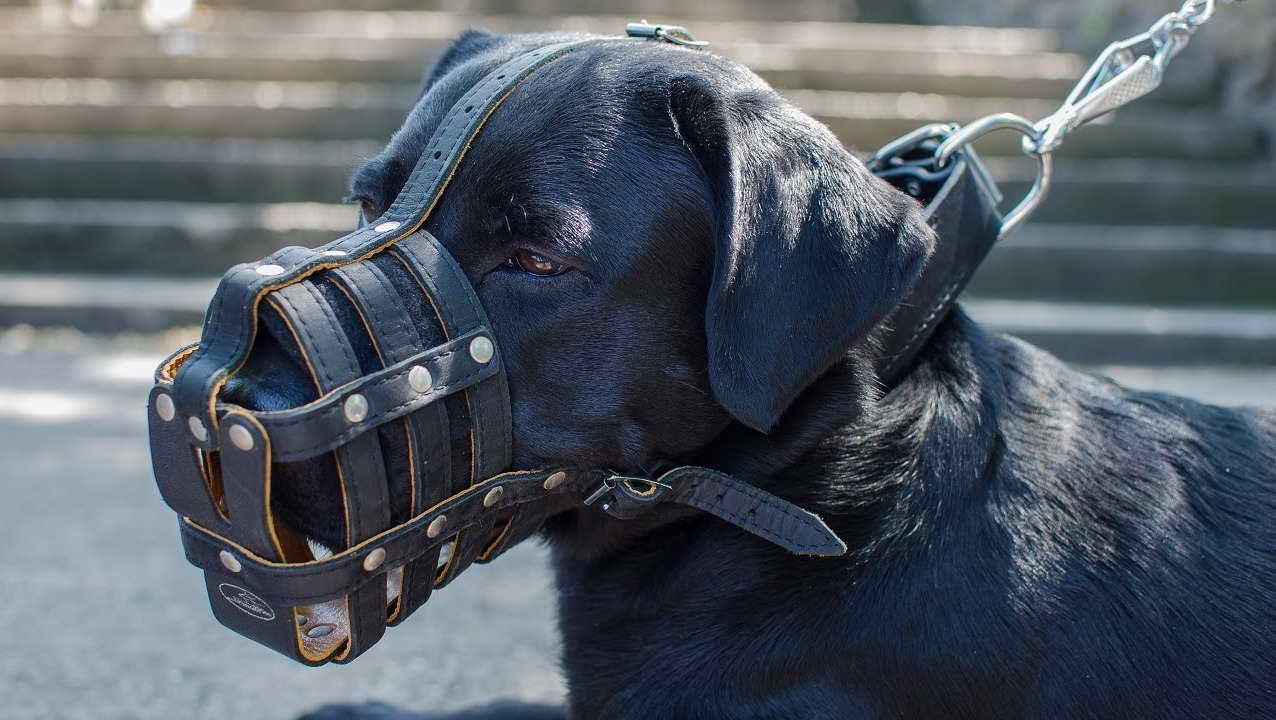 Labrador Muzzle