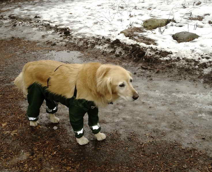 Labrador Pants