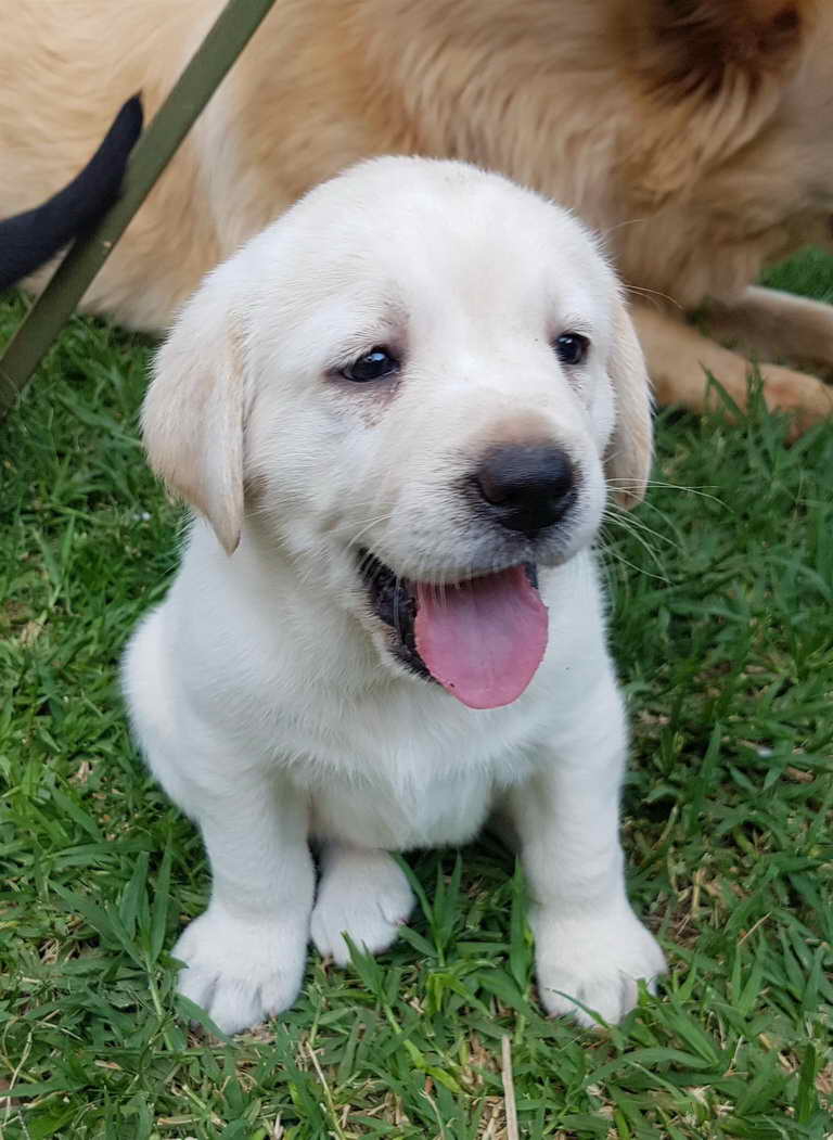 Labrador Pedigree