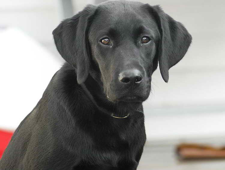 Labrador Perro