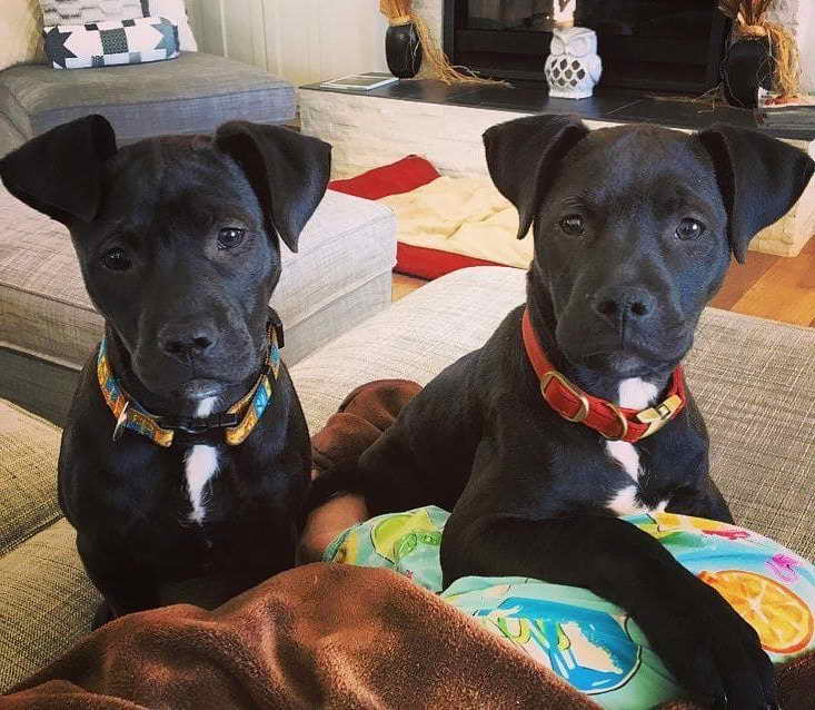 Labrador Pitbull Mix Puppies For Sale PETSIDI