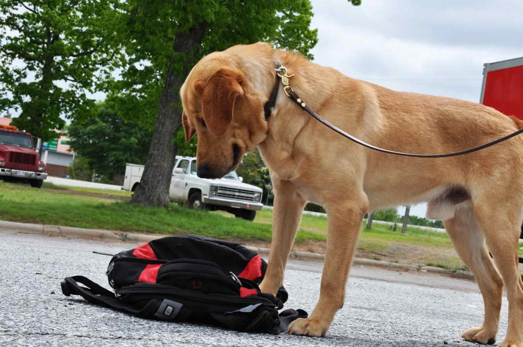 Labrador Police Dog