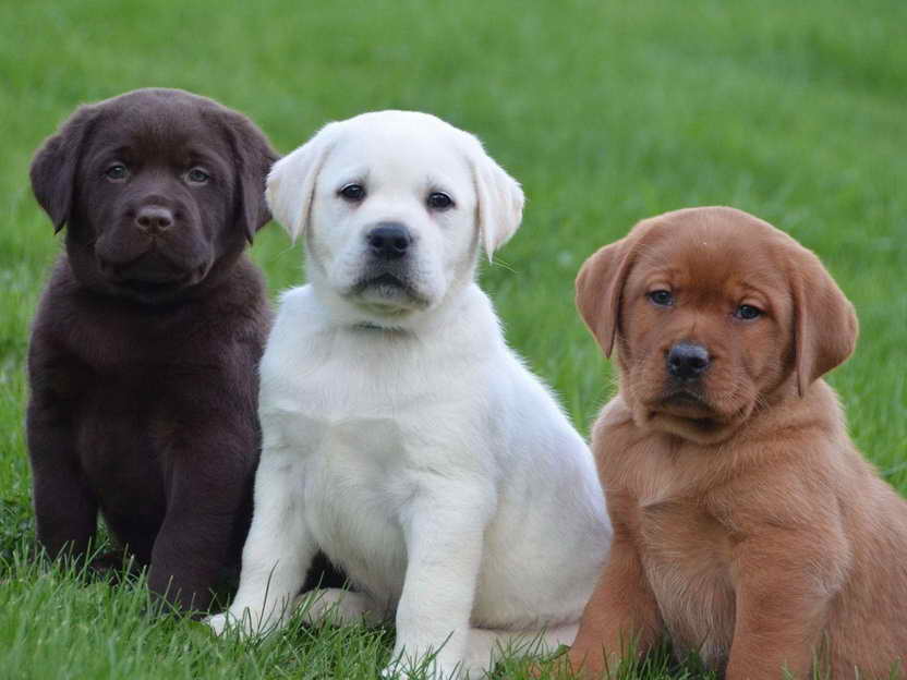 Labrador Puppies Breeders