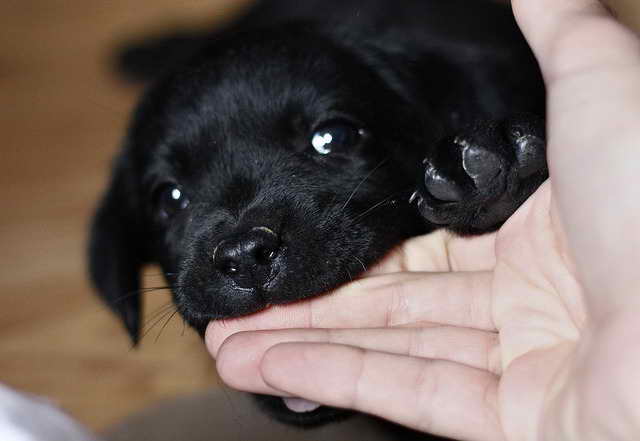 Labrador Puppies Chewing