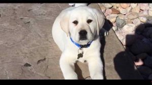 Labrador Puppies Craigslist