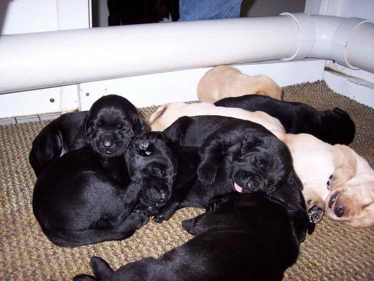 Labrador Puppies For Sale Chicago