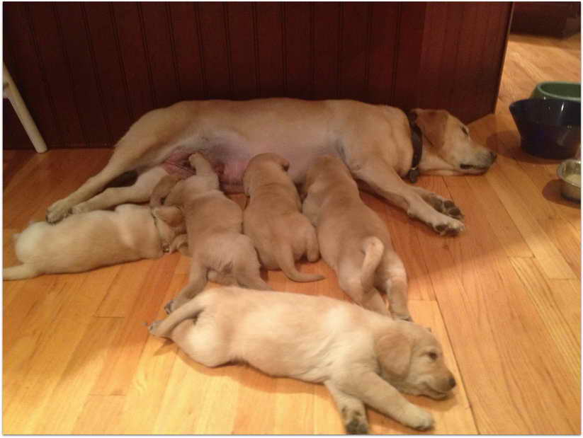 Labrador Puppies For Sale Ct