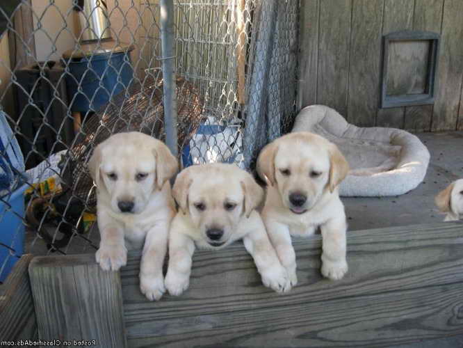 Labrador Puppies For Sale Florida