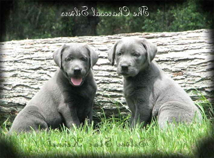 Labrador Puppies For Sale Houston Tx
