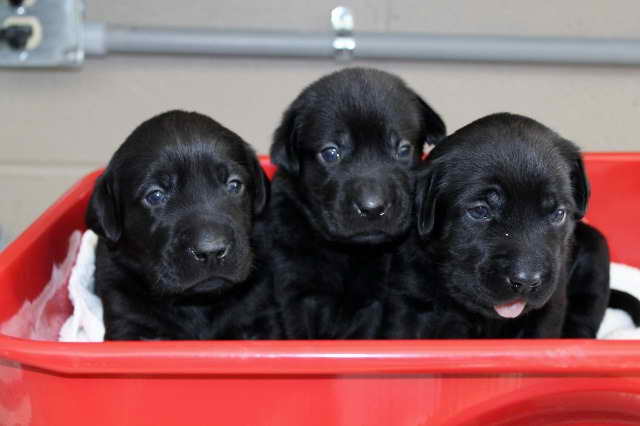 Labrador Puppies For Sale In Ga