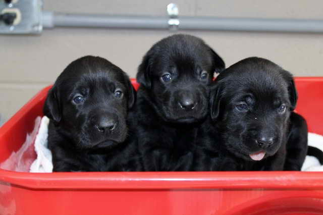 Labrador Puppies For Sale In Georgia