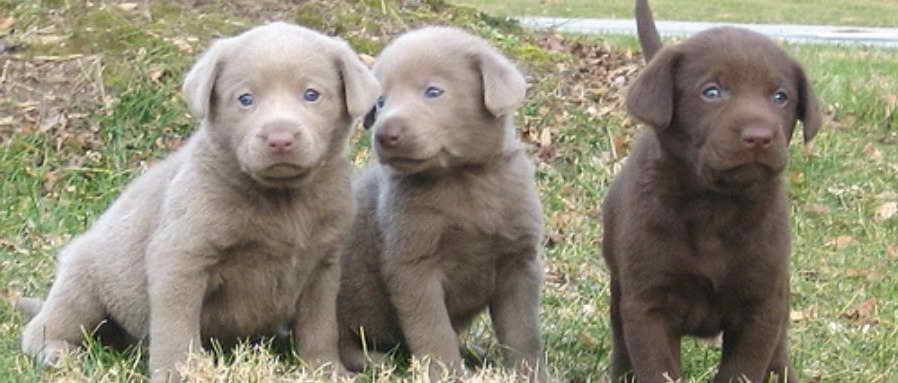 Labrador Puppies For Sale In Houston Texas