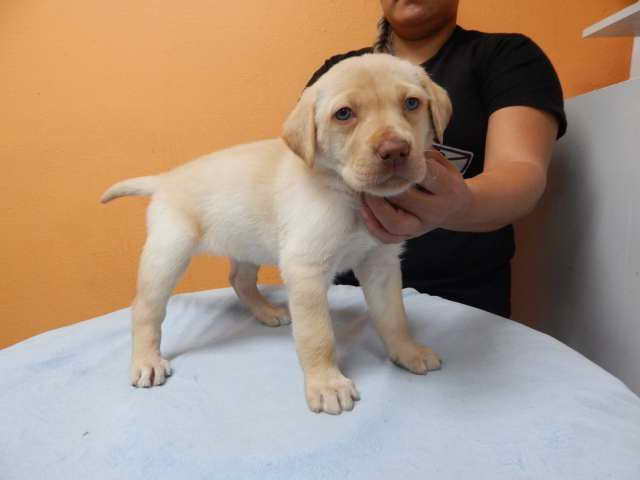 Labrador Puppies For Sale In Los Angeles
