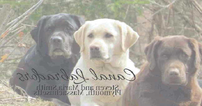 Labrador Puppies For Sale In Ma