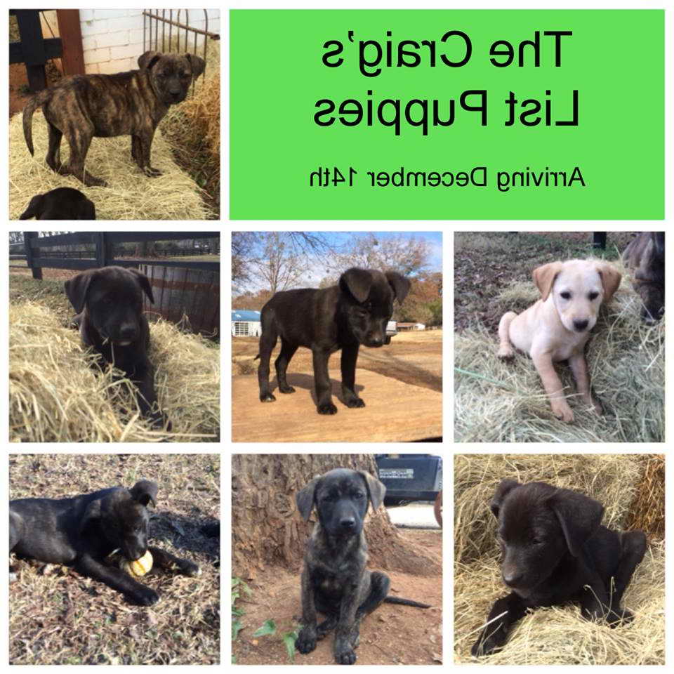 Labrador Puppies For Sale In Maine