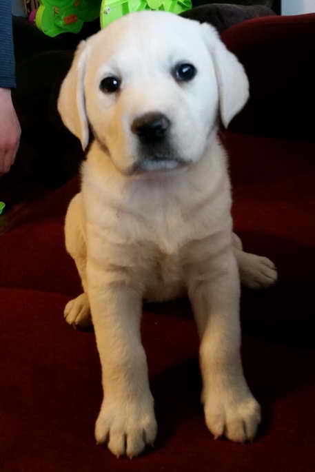 Labrador Puppies For Sale In Missouri
