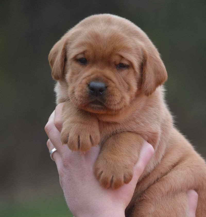 Labrador Puppies For Sale In Nebraska