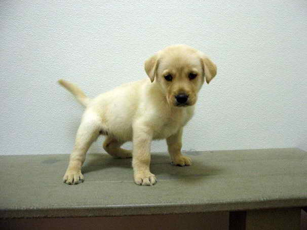 Labrador Puppies For Sale In Ny
