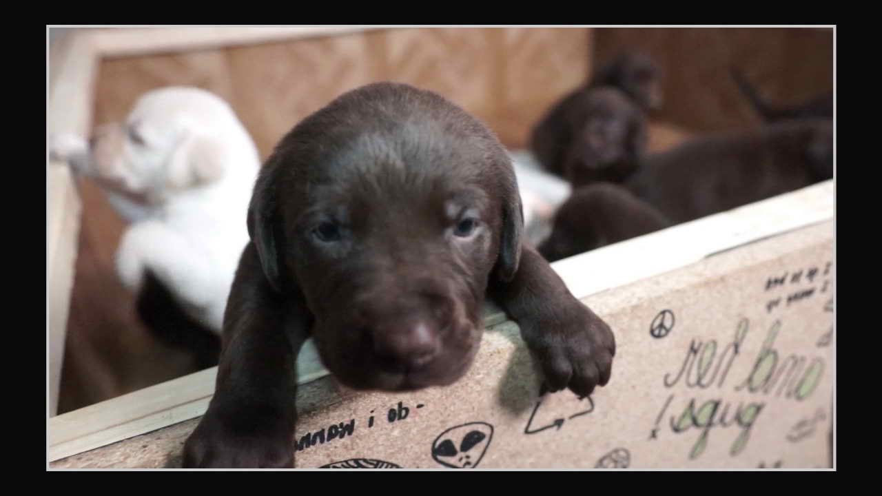 Labrador Puppies For Sale In Utah