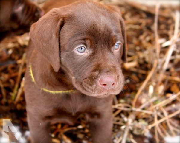 Labrador Puppies For Sale In Wi