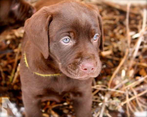 Labrador Puppies For Sale In Wisconsin