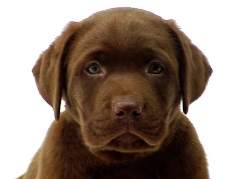 Labrador Puppies For Sale Ma