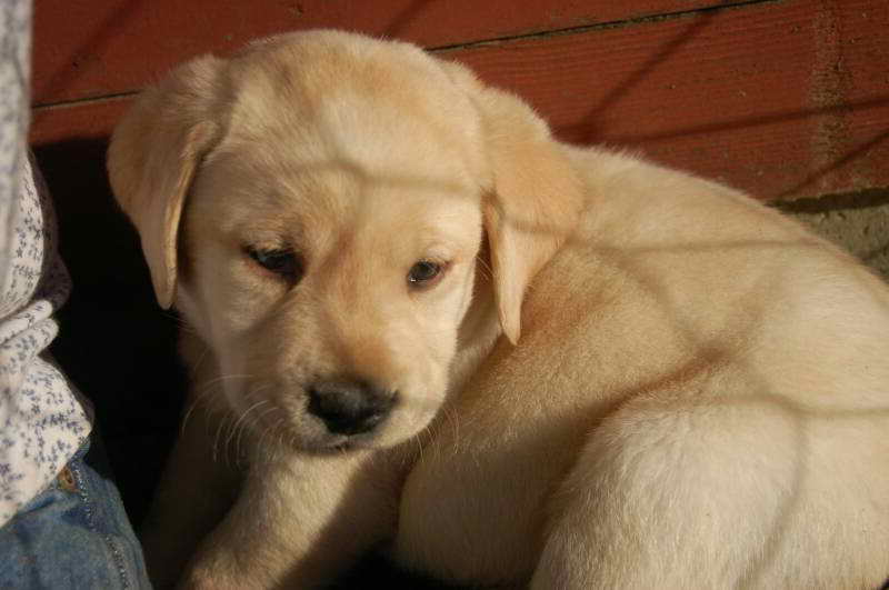 Labrador Puppies For Sale Nh
