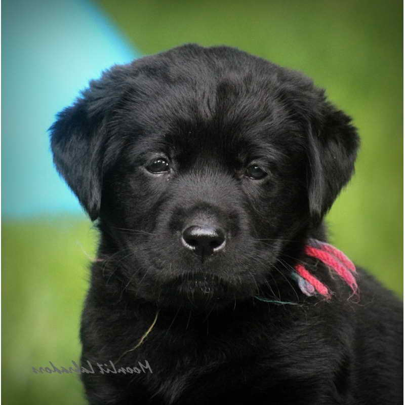 Labrador Puppies For Sale Ny