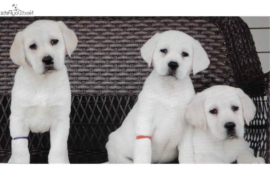 Labrador Puppies For Sale Ohio
