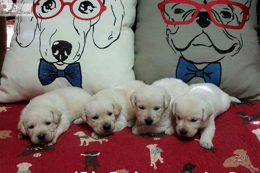 Labrador Puppies For Sale Oklahoma
