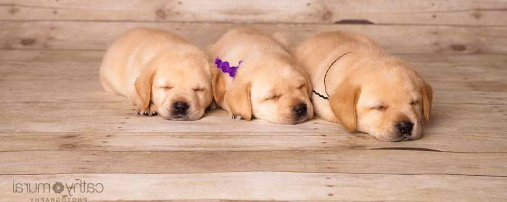 Labrador Puppies For Sale Orange County
