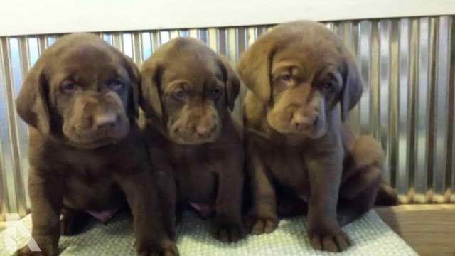 Labrador Puppies For Sale Wisconsin
