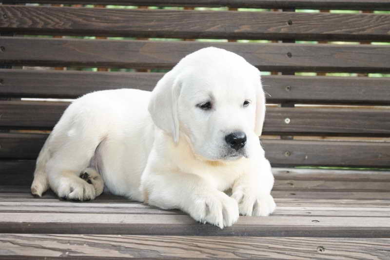 Labrador Puppies For Sales