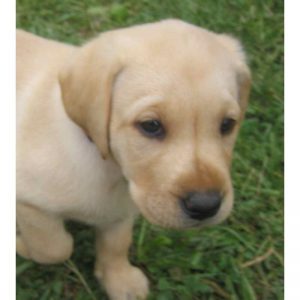 Labrador Puppies In Illinois