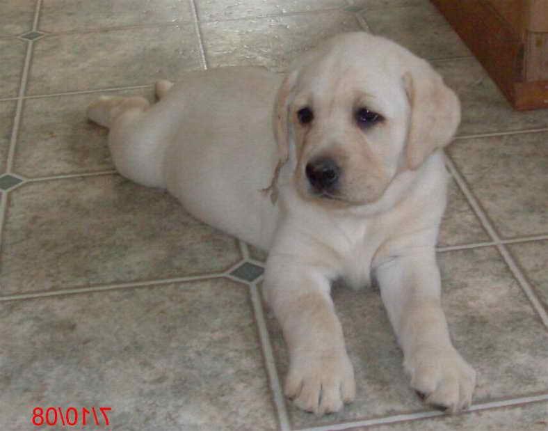 Labrador Puppies In Michigan