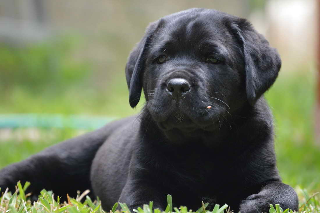 Labrador Puppies In Texas