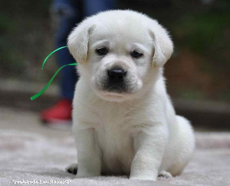 Labrador Puppies Indiana