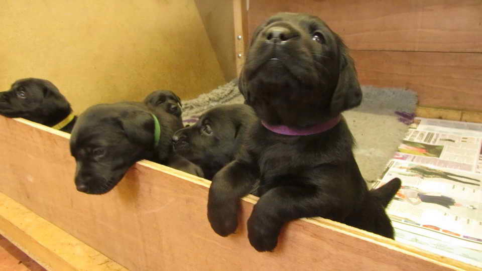 Labrador Puppies Kansas