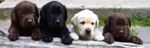 Labrador Puppies Long Island