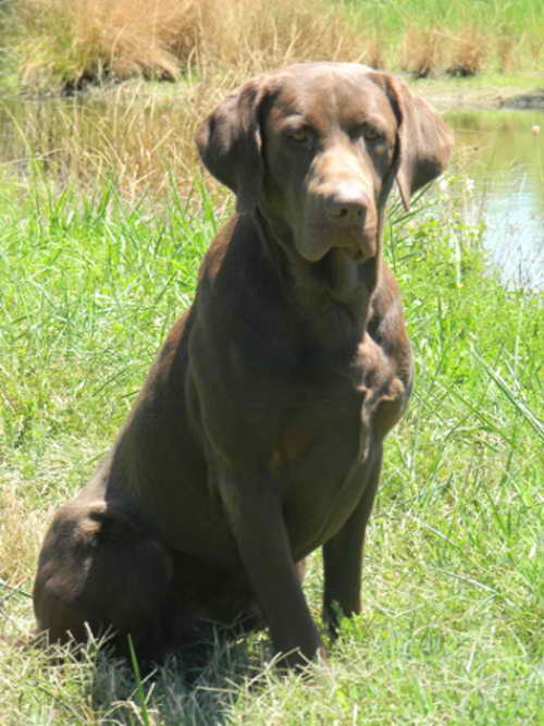 Labrador Puppies Nc