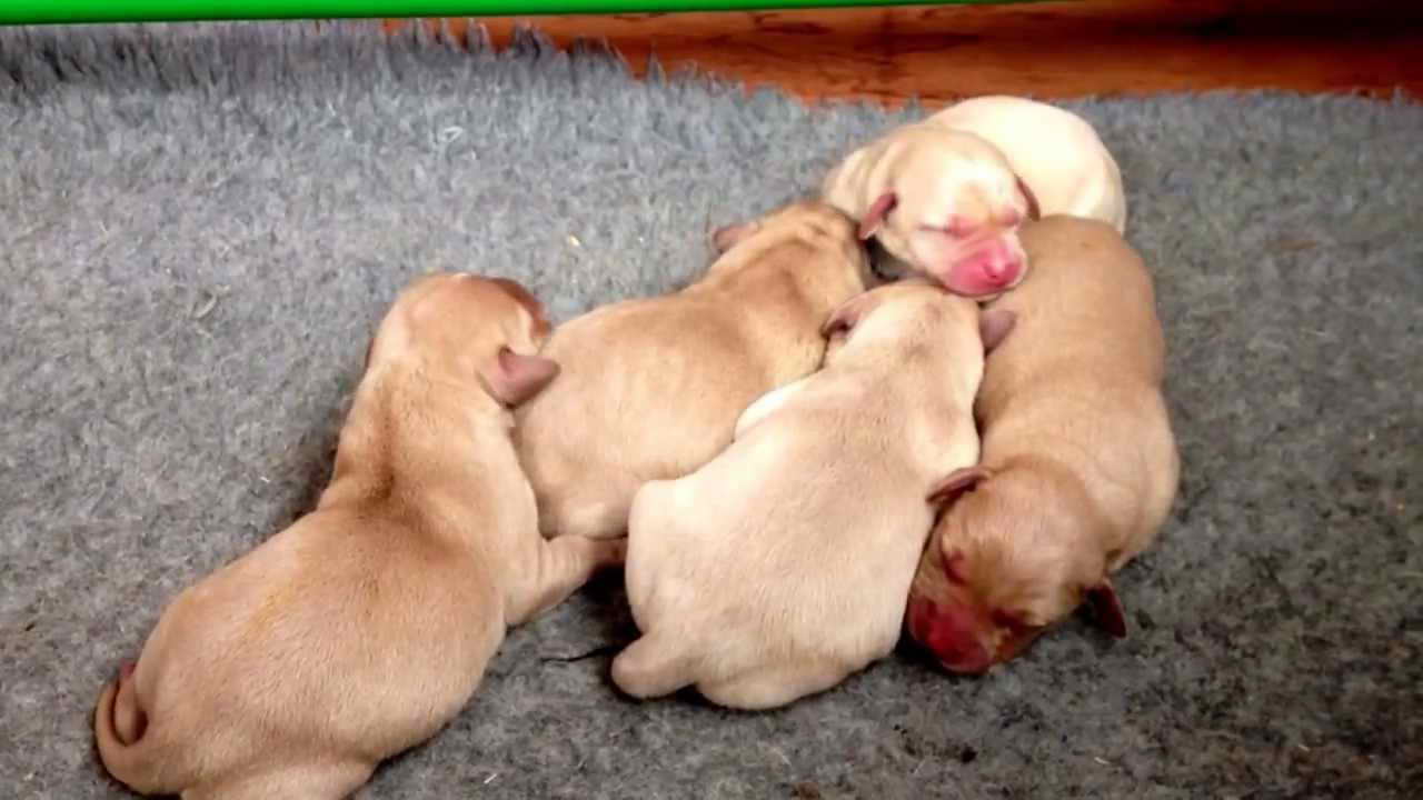 Labrador Puppies Newborn