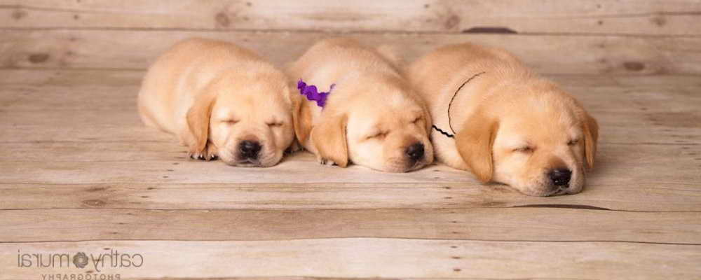 Labrador Puppies Orange County