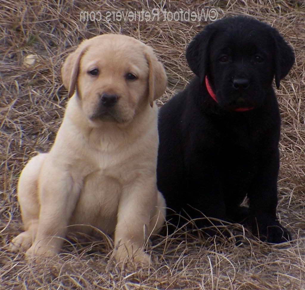 Labrador Puppies Oregon