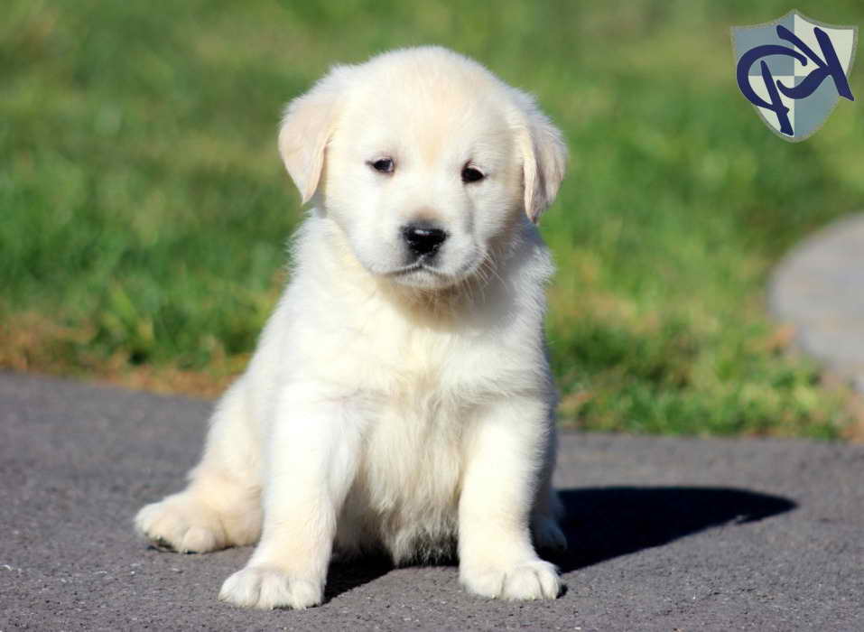 Labrador Puppies Pa